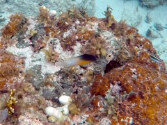 Bicolor Damselfish (1.5